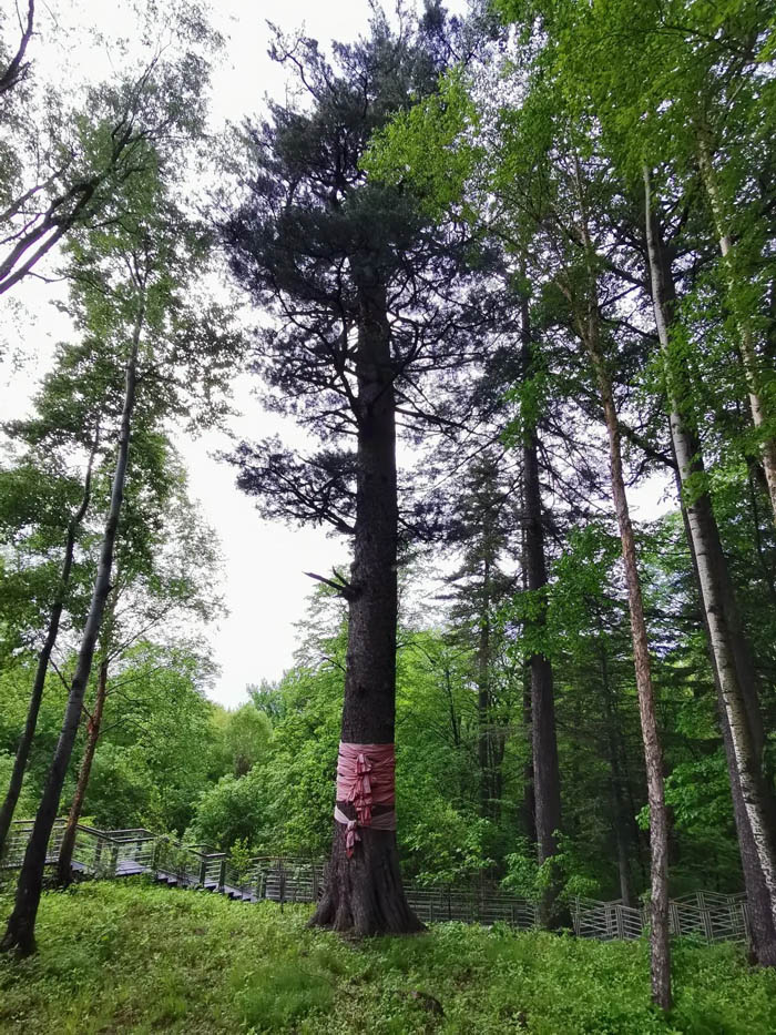 【夢想聚團隊 團隊創輝煌】西微雅團建活動——長白山之旅(圖5) 【夢想聚團隊 團隊創輝煌】西微雅團建活動——長白山之旅(圖5)