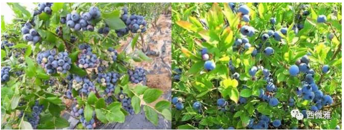 珍貴的果脯-藍莓干(圖6) 珍貴的果脯-藍莓干(圖6)